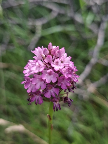 pyramidal orchid