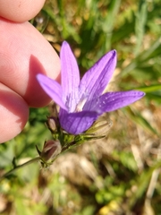 Campanula patula