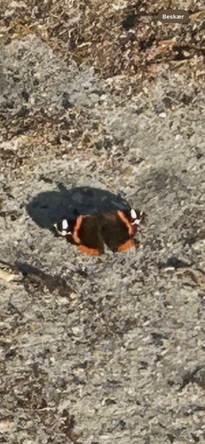 Red Admiral
