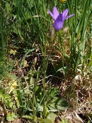 Campanula patula