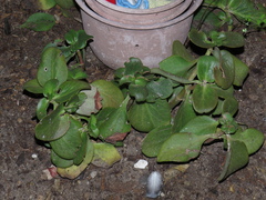 Crassula multicava multicava