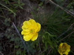 Ranunculus pedatus