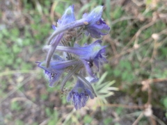 Delphinium fissum
