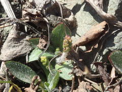 Plantago camtschatica