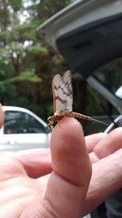 Ichthybotus hudsoni