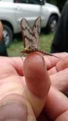 Ichthybotus hudsoni