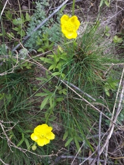 Ranunculus pedatus