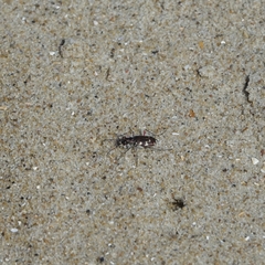 Cicindela maritima