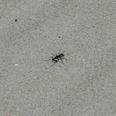 Cicindela maritima