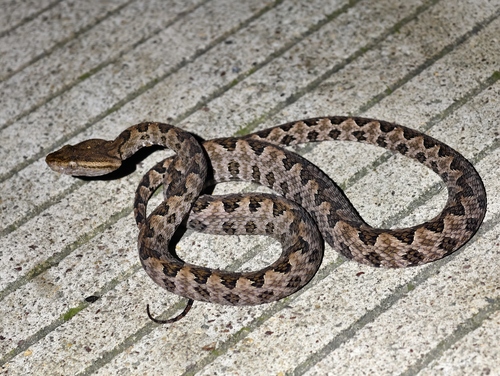 Brown spotted pitviper