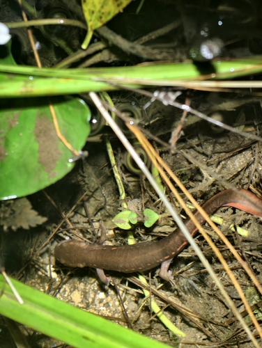 Northeastern Paddle-tailed Newt