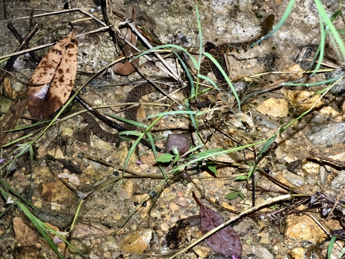 Mountain Water Snake