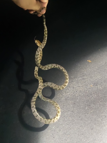 Kelung Cat Snake