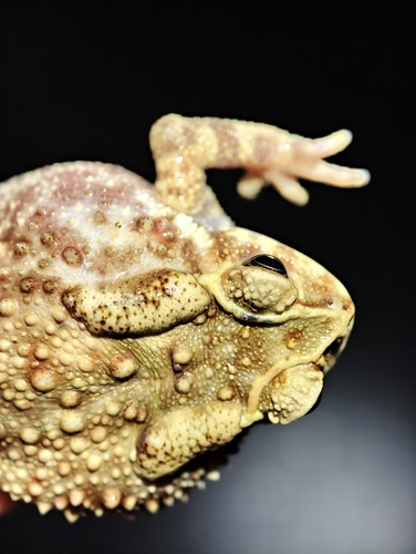 Asian Common Toad