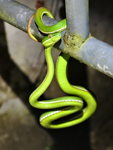 Chinese Green Tree Viper