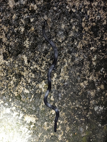 Northern Reed Snake