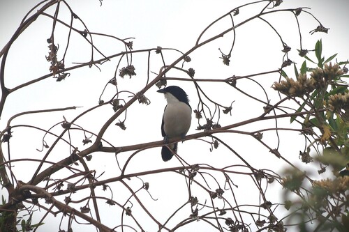 Tropical Boubou (Laniarius major), photo 3