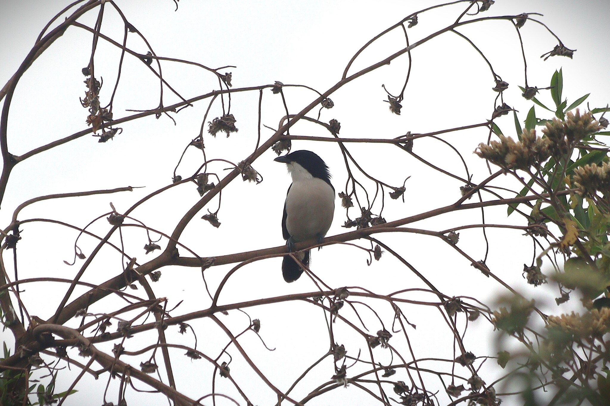Tropical Boubou (Laniarius major), photo 3
