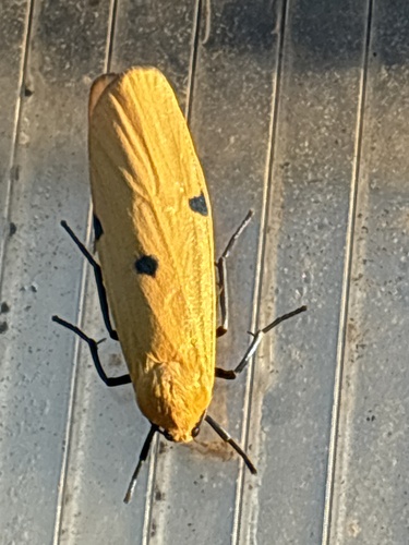 Four-spotted Footman
