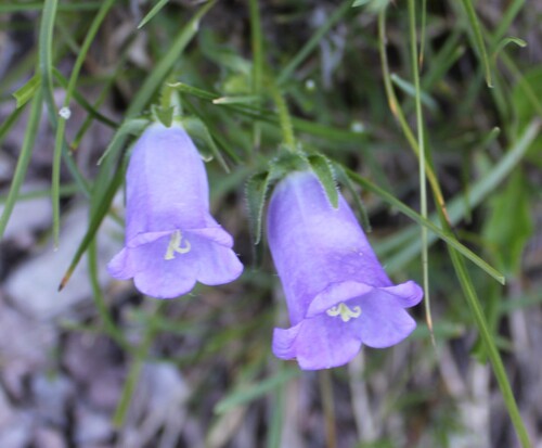 Campanula speciosa, photograph 3