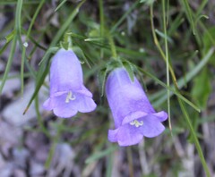 Campanula speciosa, photograph (c) Lídia Carrera, some rights reserved (CC BY)