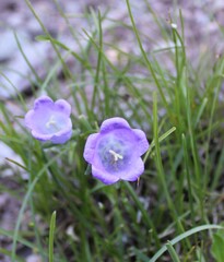 Campanula speciosa, photograph (c) Lídia Carrera, some rights reserved (CC BY)
