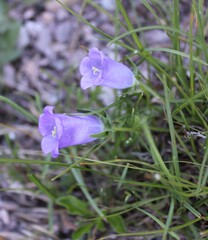 Campanula speciosa, photograph (c) Lídia Carrera, some rights reserved (CC BY)