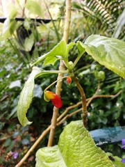 Impatiens niamniamensis