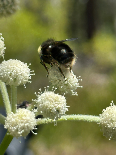 iNaturalist observation photo of Western Bumble Bee