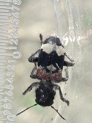 Clerus mutillarius