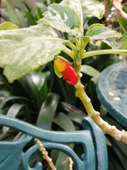 Impatiens niamniamensis
