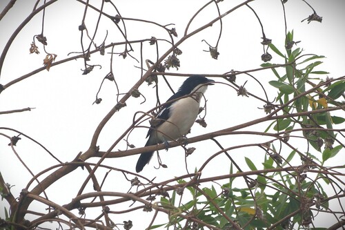 Tropical Boubou (Laniarius major), photo 4