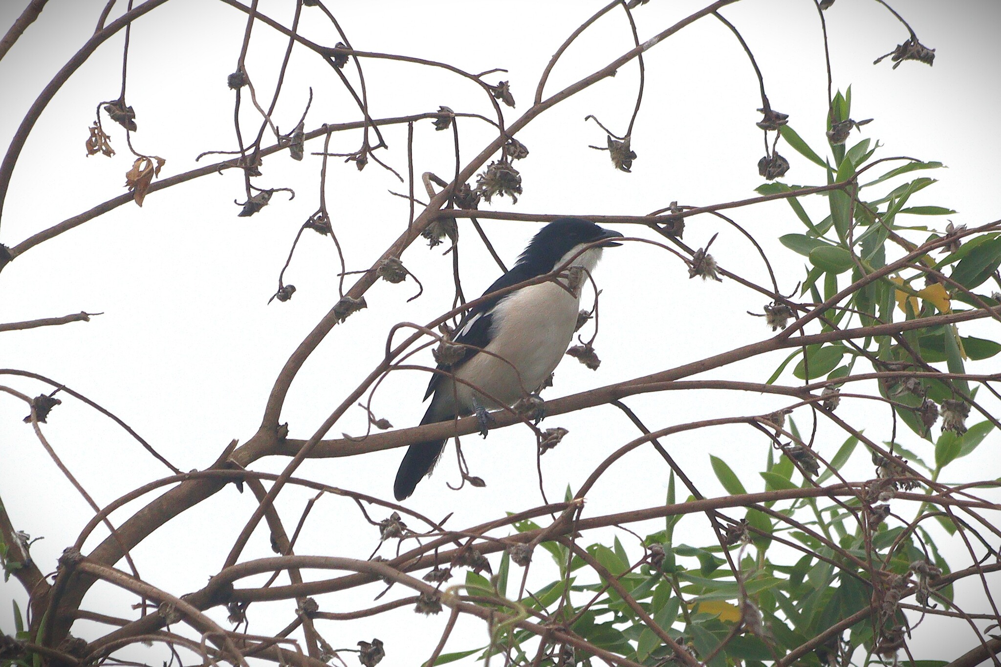 Tropical Boubou (Laniarius major), photo 4