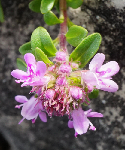 Image of Thymus odoratissimus by (c) Patrick Hacker, some rights reserved (CC BY)