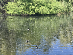 Fulica americana americana