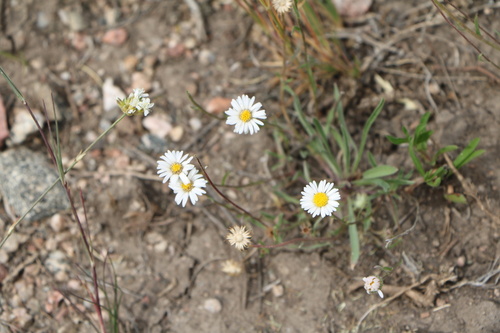 Erigeron eatonii, 2026-07-03