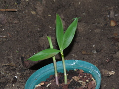 Dendrocoryne