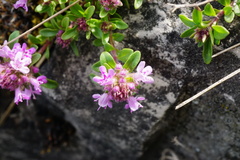 Thymus odoratissimus