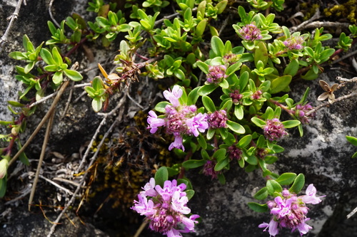 Image of Thymus odoratissimus by (c) Patrick Hacker, some rights reserved (CC BY)