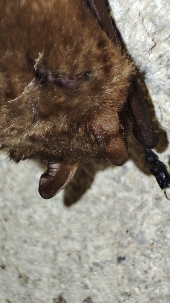 Geoffroy's Myotis (Myotis emarginatus)