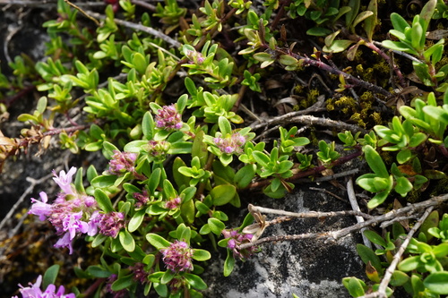 Image of Thymus odoratissimus by (c) Patrick Hacker, some rights reserved (CC BY)