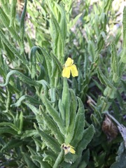 Goodenia amplexans