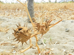 Datura ferox