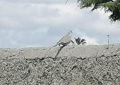 Streptopelia decaocto