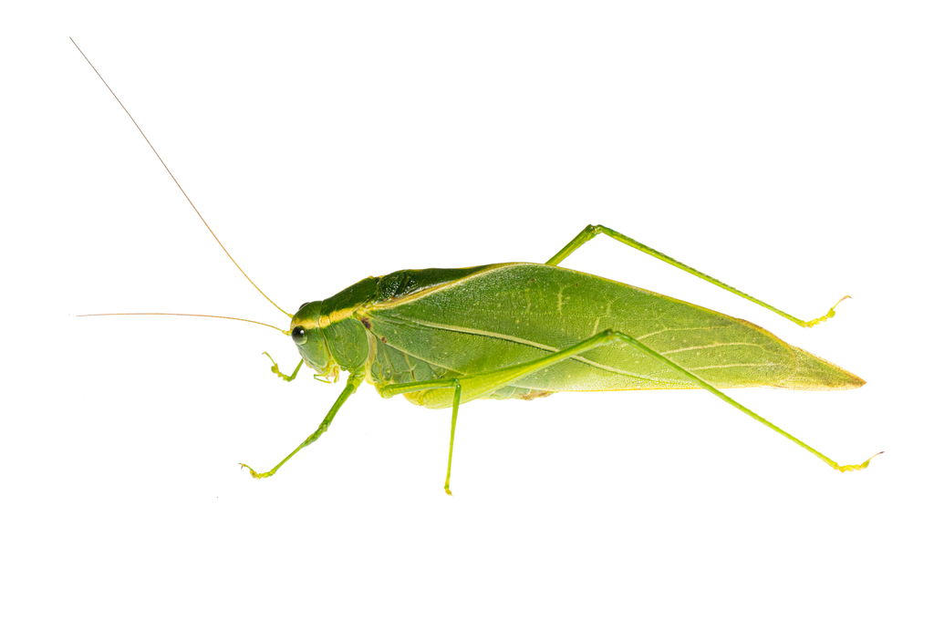 Boroseiyla nigrolineatus