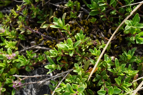 Image of Thymus odoratissimus by (c) Patrick Hacker, some rights reserved (CC BY)