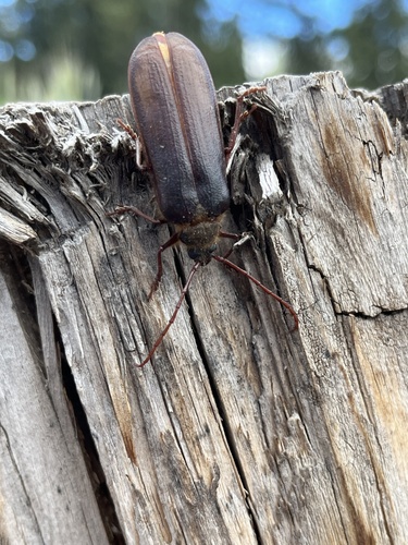 Hairy Pine Borer