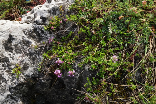 Image of Thymus odoratissimus by (c) Patrick Hacker, some rights reserved (CC BY)
