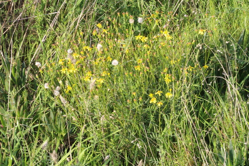 Senecio burchellii, photograph 3
