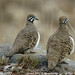 Squatter Pigeon - Photo (c) Tom Tarrant, some rights reserved (CC BY-NC-SA)